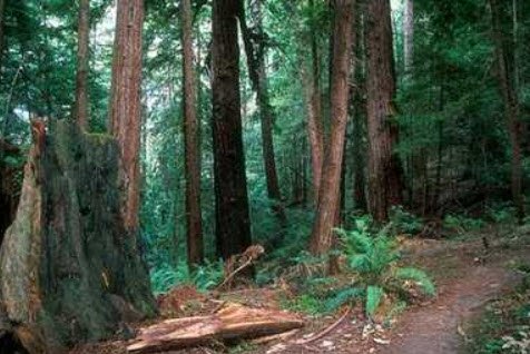 Nizamabad-Mallaram forest, Nizamabad, Telangana - Vushii.com Nizamabad-Mallaram forest, Nizamabad, Telangana - Vushii.com